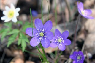 ブローシッパは北欧に咲く青い花