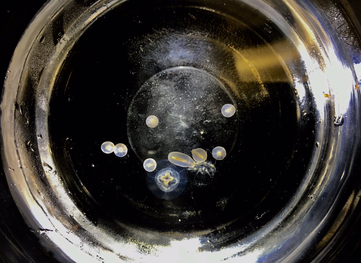 InvertebratesDC's tweet photo. Gelatinous #plankton under a binocular microscope #StreamCodeSMS #OsbornLabSI #invertebrates #GulfStream https://t.co/MeGQ7a2QIQ