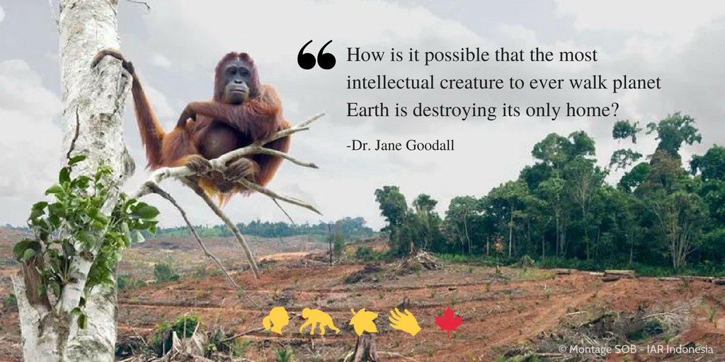 "¿Cómo es posible que la criatura más inteligente que ha pisado la tierra esté destruyendo su único hogar?"- Jane Goodall. #Nobel4Jane