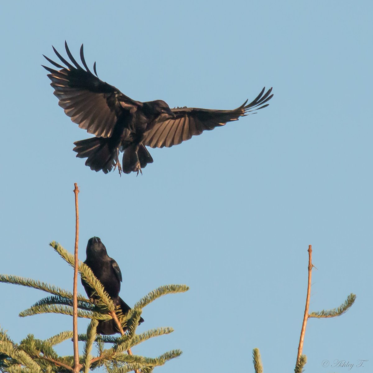 AshleyPurring's tweet photo. "Cirque du Crowlay" @EastsideAudubon's #BirdLoop #MarymoorPark #WildlifePhotography #NaturePhotography #Crow #Raven @IHeartKCParks https://t.co/09mN8jNVWg