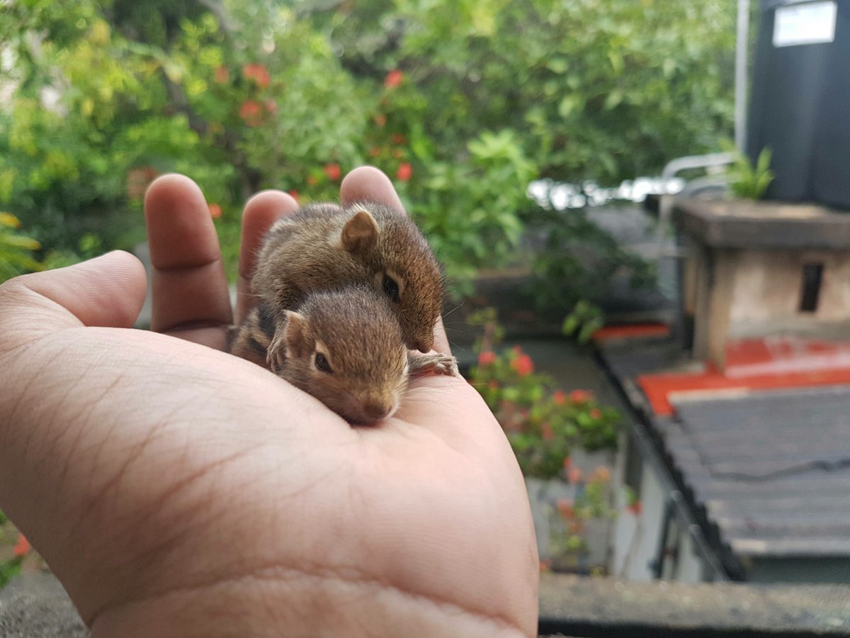 flappysquirrel's tweet photo. https://t.co/9DeIEohlPe