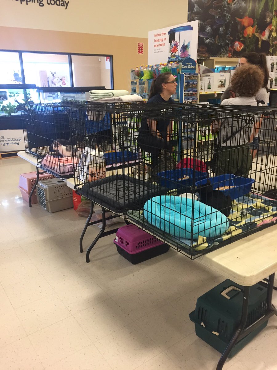 Kitten adoption event at the warminster <a href="/PetSmart/">PetSmart</a>!!  11-2 Today! <a href="/allen_webb/">Webb Allen</a> <a href="/PetSmartChariTs/">PetSmart Charities®</a>