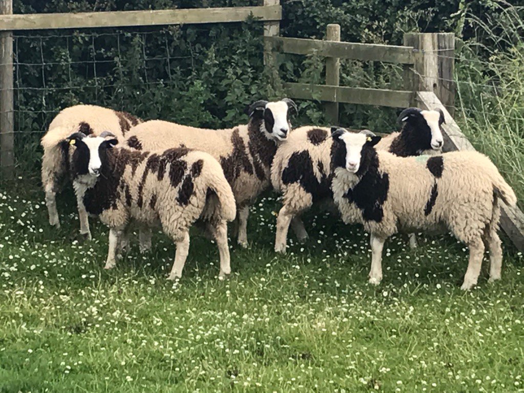 RedsteadsFarm's tweet image. New arrivals, Jacobs are going into the breeding flock, their going to put colour into our new line of sheepskin rugs