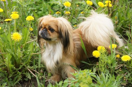 Why Dogs Dig? 5 Super Tips On How To Stop Your Pekingese From Digging!
youtube.com/watch?v=rqcCTV…

#peke #pekingese #pekes #pekinez