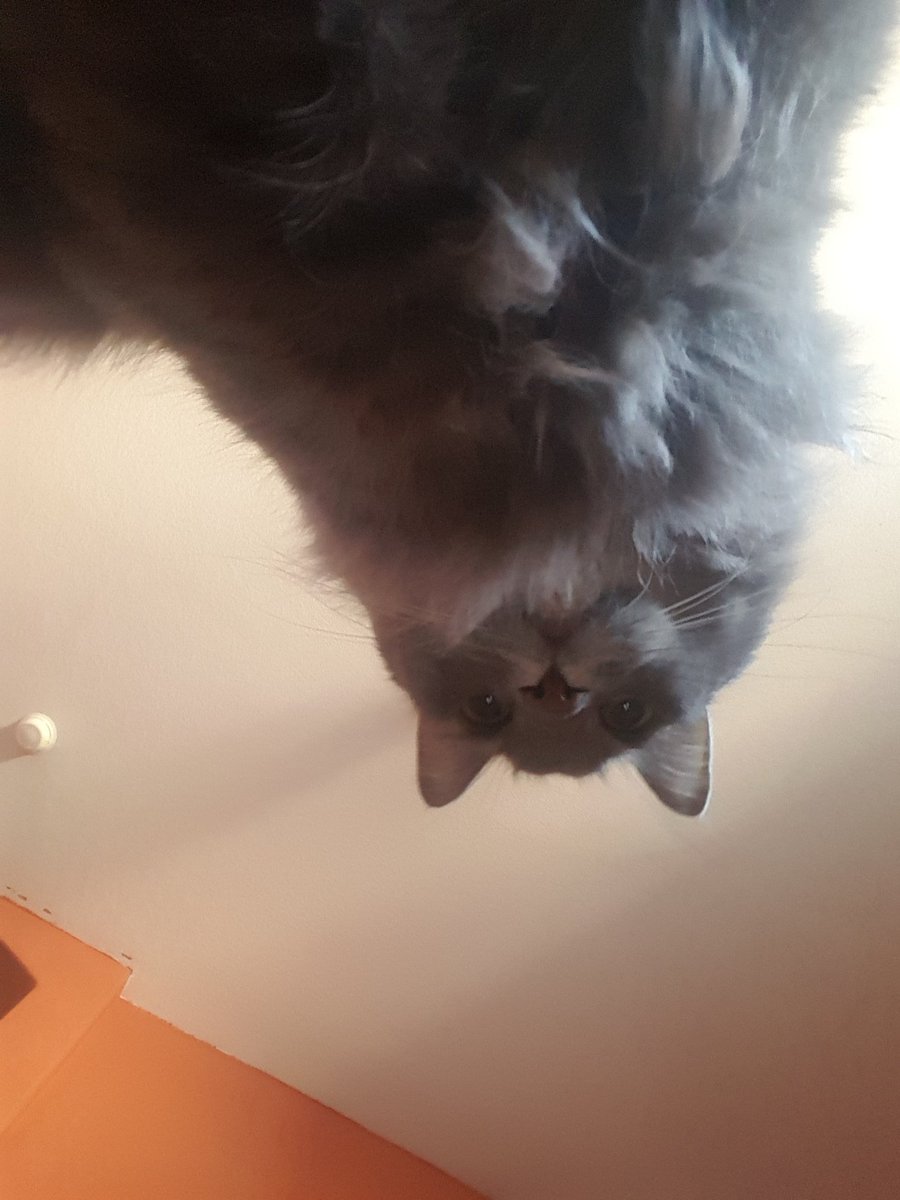 #Caturday life!