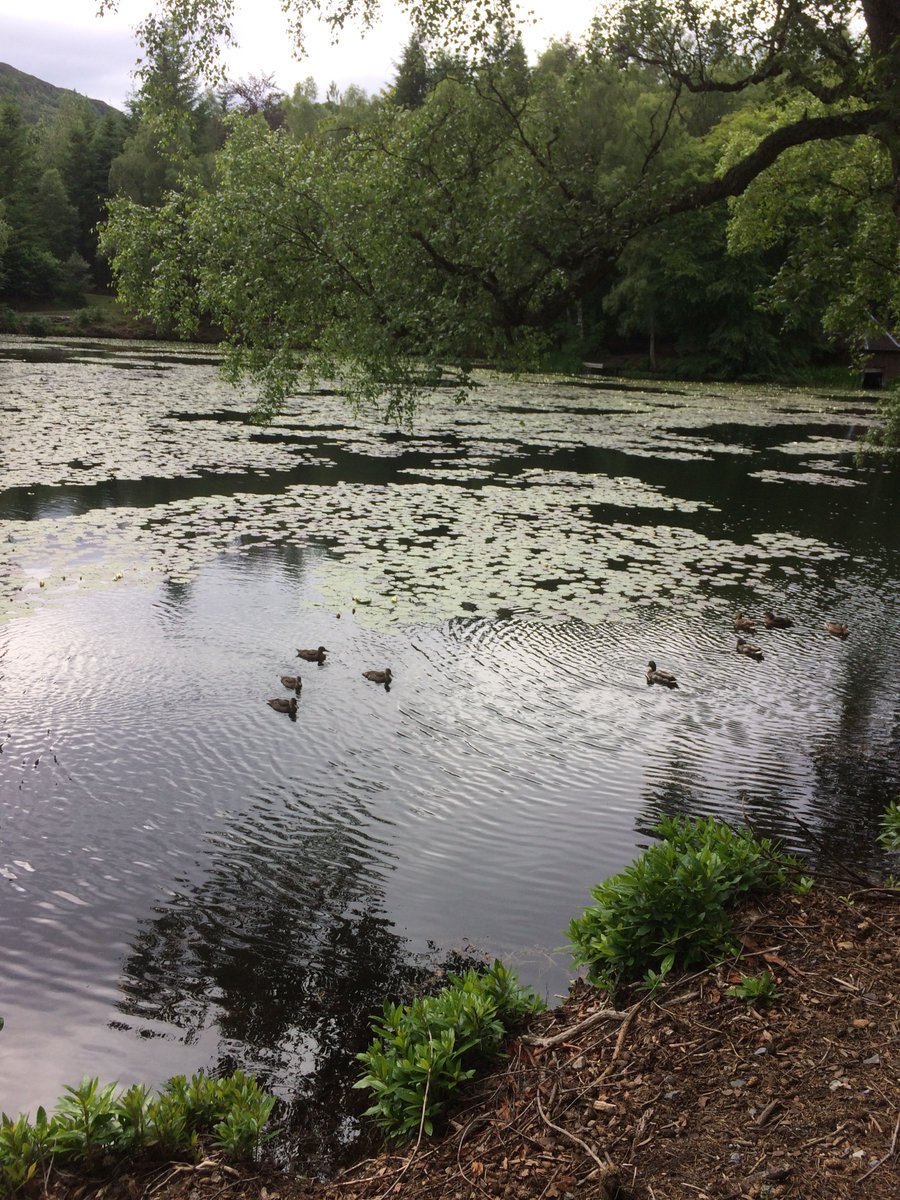 Walking in wonderful #HighlandPerthshire at this time of year... lush greens, young wildlife &amp; blooming buds 🦋🦆🌻 ow.ly/9llI30cRvfr