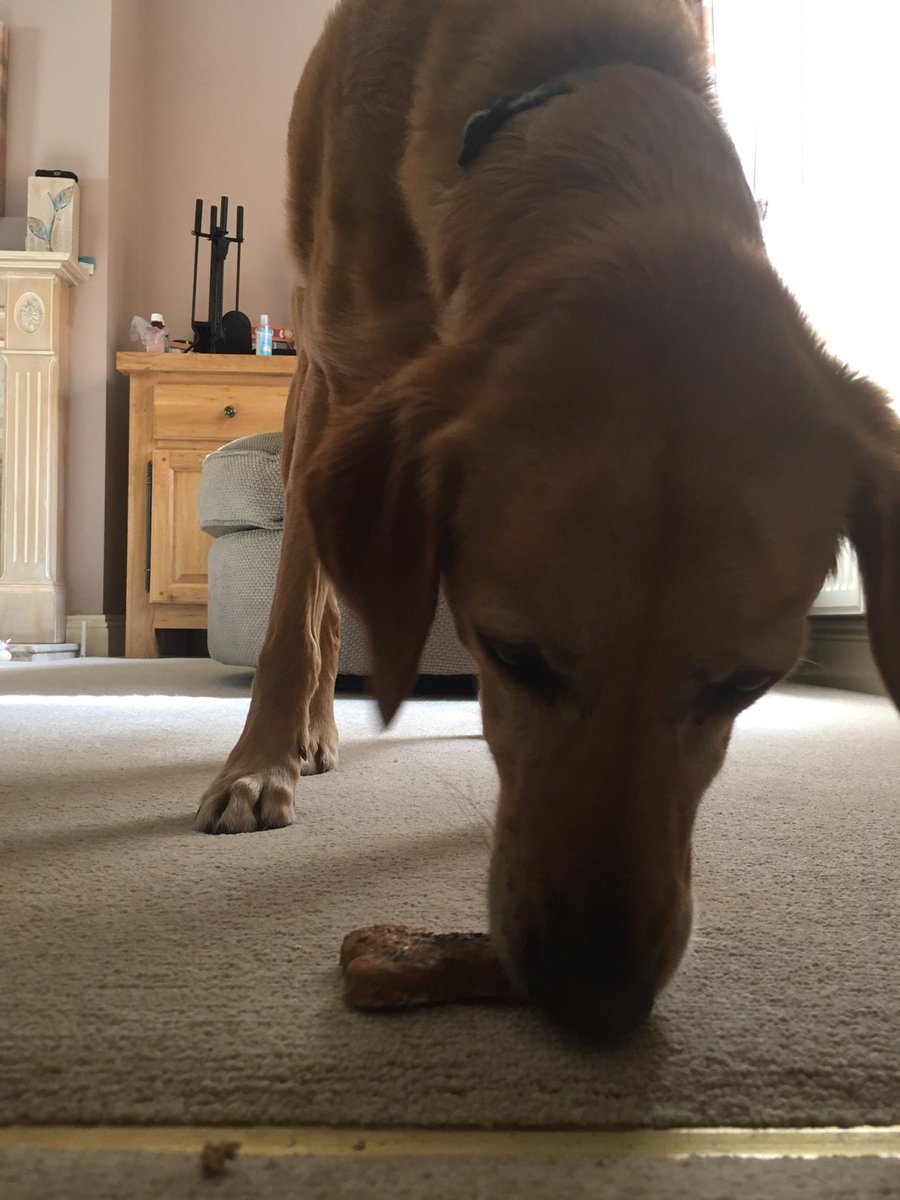 EllieJaggs's tweet photo. @BarkersSuffolk  Pixie loves her lamb and mint bone 🍖 #happydog #wantsanother #yum https://t.co/vuX9C7Xvee
