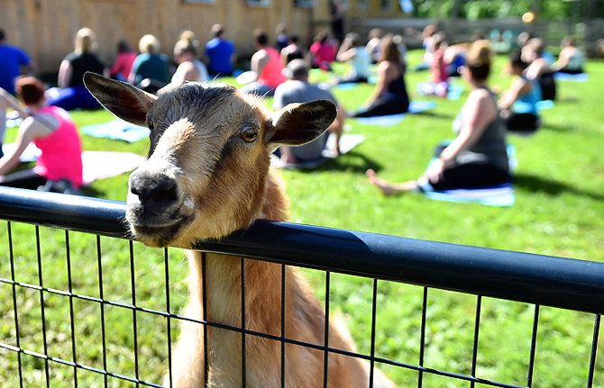 katrinatulloch's tweet image. Hilarious &amp;amp; fun time at @PurposeFarm's #goatyoga class today! I hope everyone tries it this summer: syracuse.com/entertainment/…