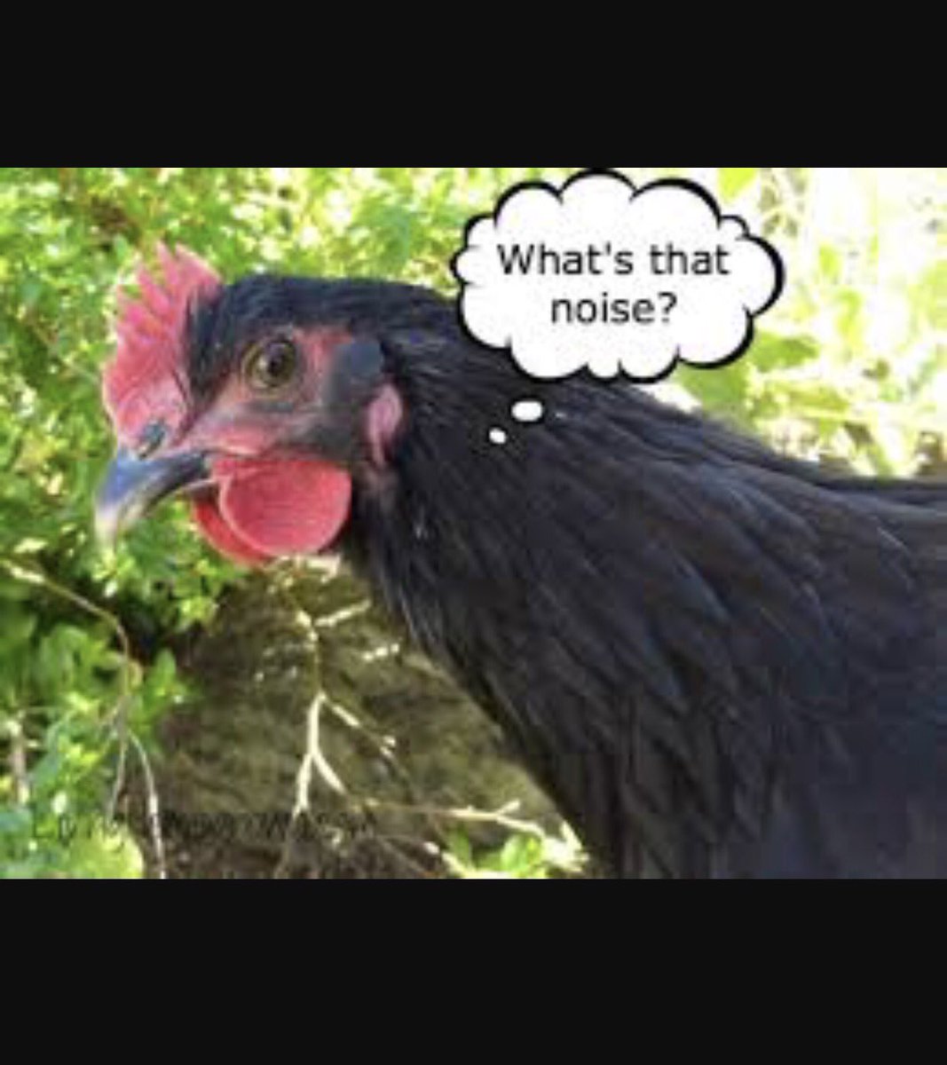 rooster_rustic's tweet image. Open til 5 today. Located right behind the Elkmont post office!!