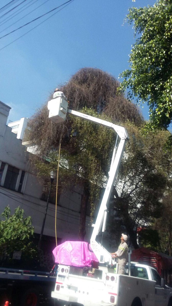 ser_cuauhtemoc's tweet photo. Salvando árboles del muérdago #ColoniaCuauhtémoc @DelCuauhtemoc @JoseLuisCruzG https://t.co/plMA7hylQw