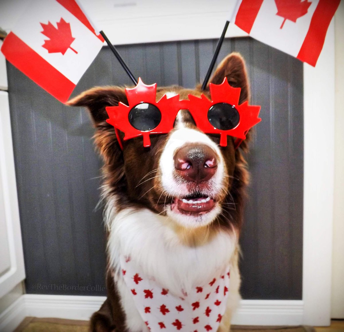 RevBorderCollie's tweet photo. Ready to celebrate Canada's 150th birthday! @CP24 @weathernetwork https://t.co/4OkIEzQcuJ