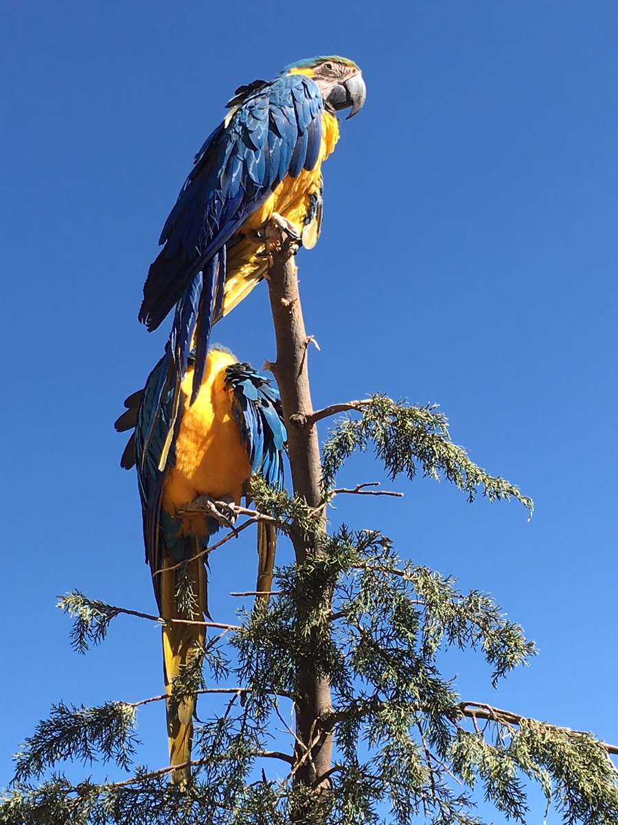 BlueHenCat's tweet photo. Found a little bit of #udel home in the blue and gold macaws at Santuario animal de Ccochahuasi in Peru #UDGlobal #UDAbroad https://t.co/vQcLXdXujR