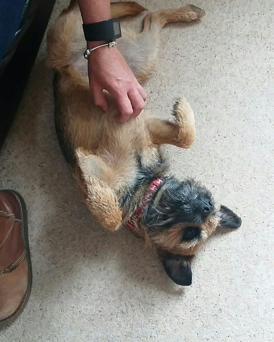 mmmFrankie's tweet photo. 'Scratch slave scratch!' #borderdemands #Frank #borderterrier https://t.co/HMQ7vvXHsU