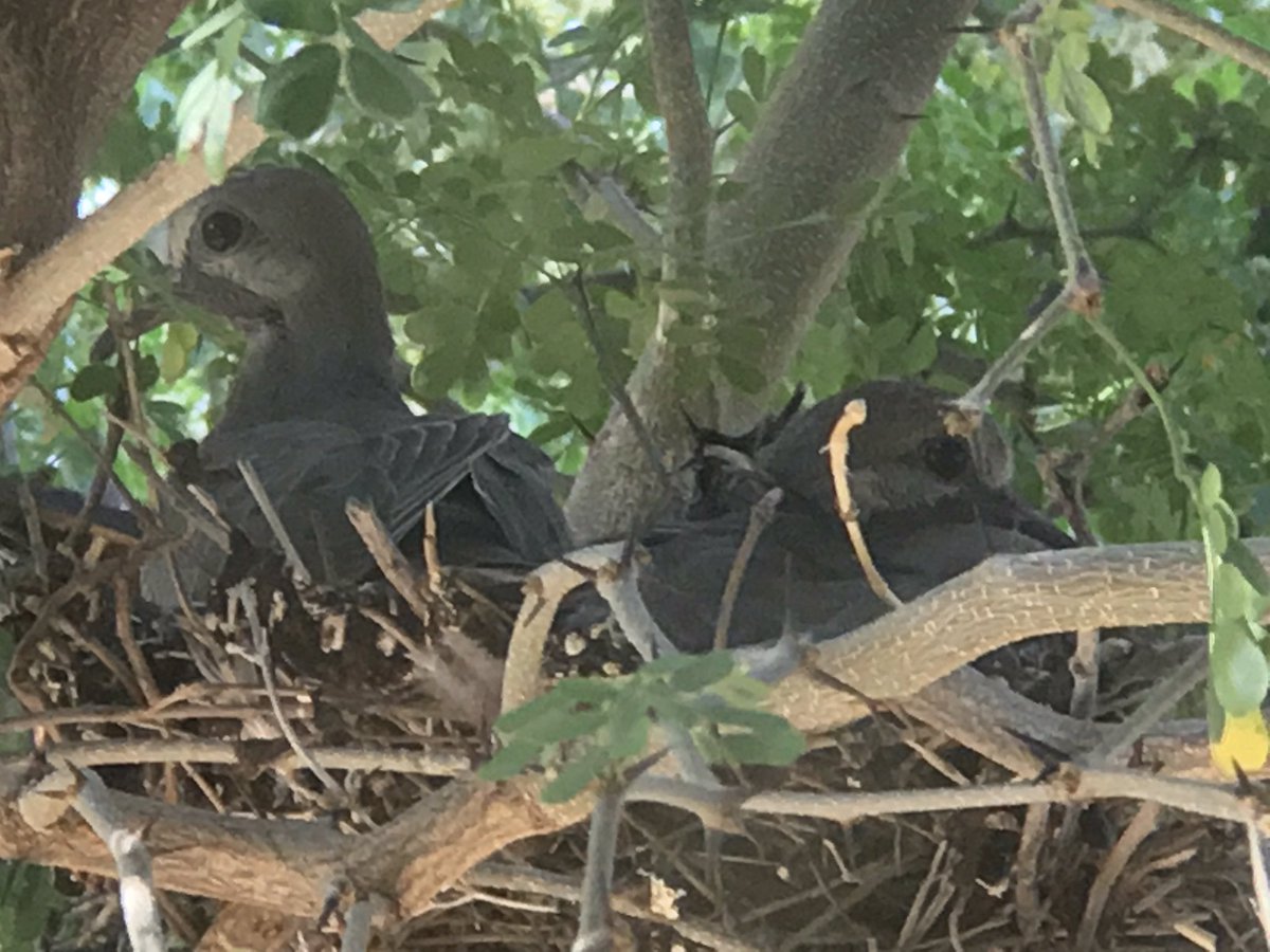 KristieKat_AZ's tweet photo. They're almost ready! 4th set of #babybirds this year! #mourningdove #almostflying #babies ๐ฃ๐ต#theyrecutesoyoudonteatthem ๐๐๐#southwestbirds https://t.co/5wPEVgYYuC