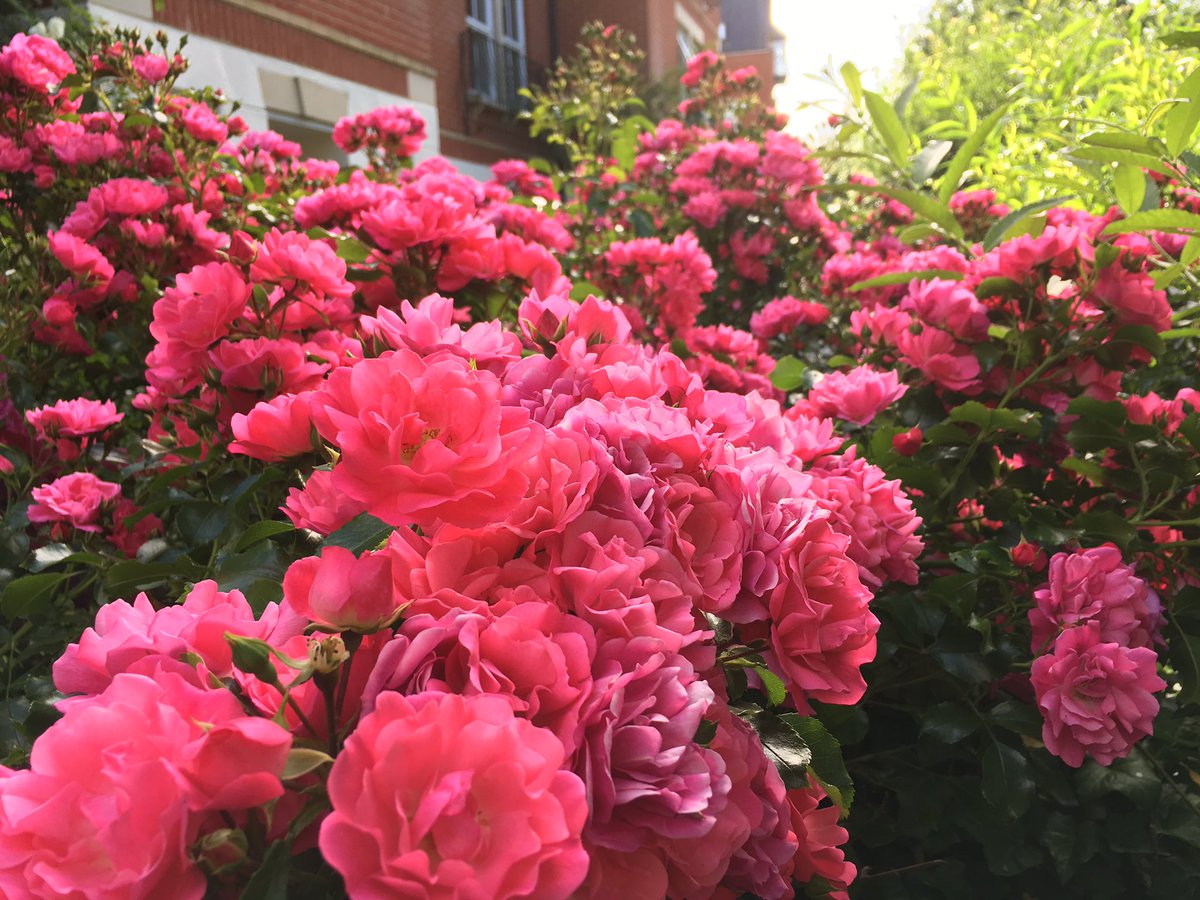 tweetykk87's tweet image. Salam #29Ramadan malam ke 30. #Aidilfitri #EidMubarak2017 #TeamRayaOxford 😌
