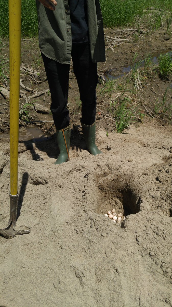 cleanshorelines's tweet photo. Came for the cleanup, stayed for the turtles. We found #snappingturtle eggs! 🐢 🐢 🐢 #aquavan150 #ottawa #shorelinecleanup @PetrieIsland https://t.co/Y2PH0HnYz4