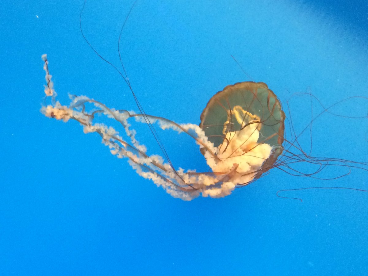 _sunpuppet's tweet image. In love with the jellies  @NatlAquarium #MuseumEd #travelmw look at them move! @MuseumWeek