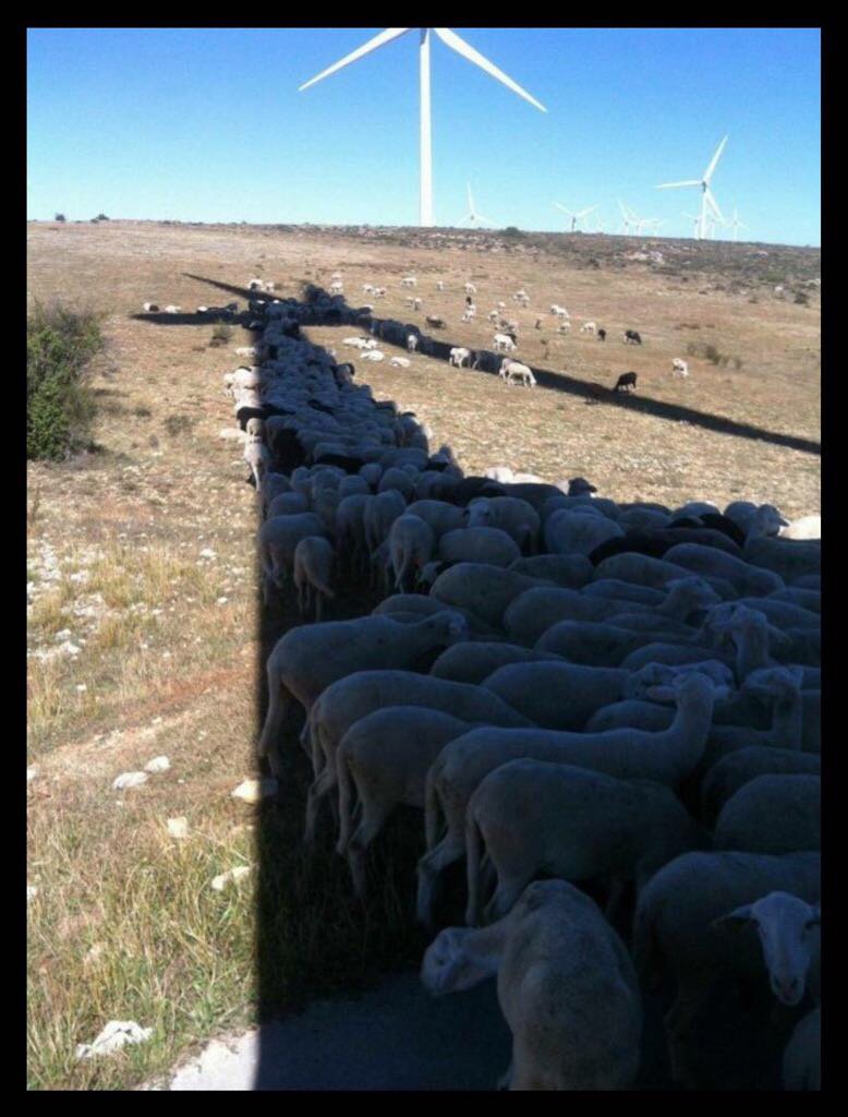 For those that say wind energy is not loved by animals..