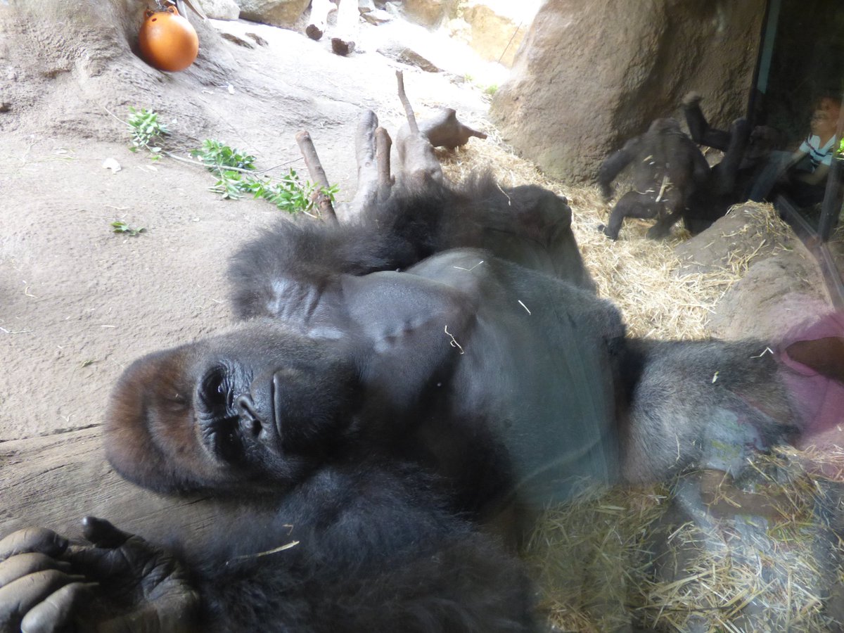 Mr 藤沢写真館 大きなゴリラの寝そべる姿 面白いですね 笑 上野動物園