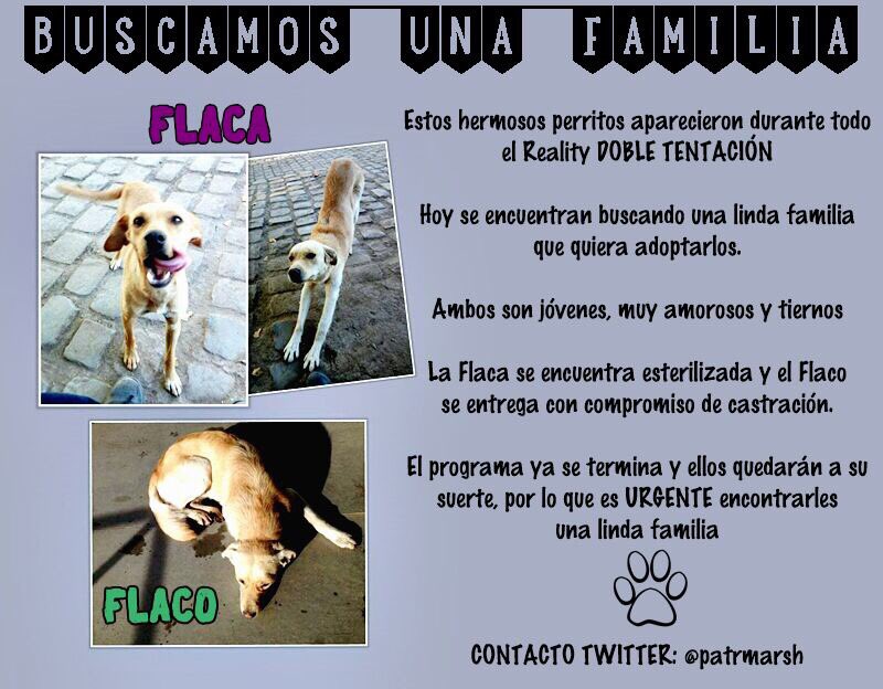 patrmarsh's tweet photo. #PerrosReality #DobleTentacion #ElFlacoYLaFlaca 
Seremos devueltos a nuestro reality: La Calle. Buscamos #AdopcionResponsable
No farandulera https://t.co/SxOfcziKsv