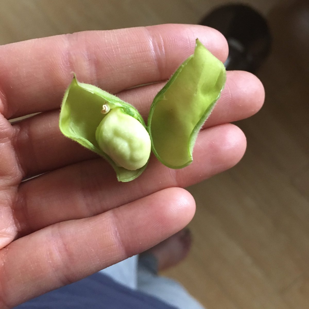 TheExpApproach's tweet image. I found fresh chickpeas at a nearby grocer! goo.gl/aq861P #fresh #chickpeas #foodie #blogger #goodeats #yyc