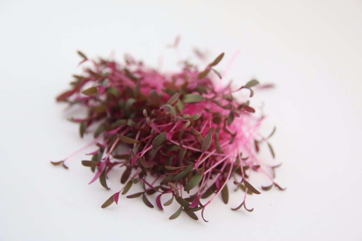 Red amaranth #organic #food #microgreens
