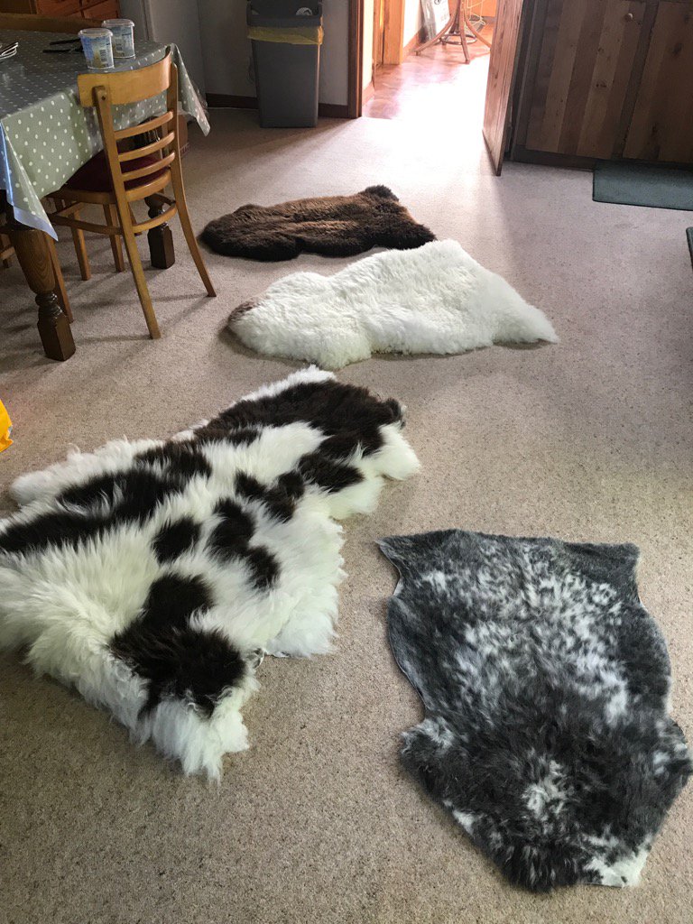 RedsteadsFarm's tweet image. We will be offering a range of holistically produced #northumbrian #sheepskinrugs later in 2017 from our small farm.