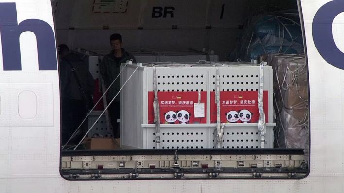 DietzSchwiesau's tweet image. Träumchen &amp;amp; Schätzchen auf allen Kanälen: Bären haben in Deutschland offenbar allerhöchsten Nachrichtenwert. #Knut #Problembär #Pandabären