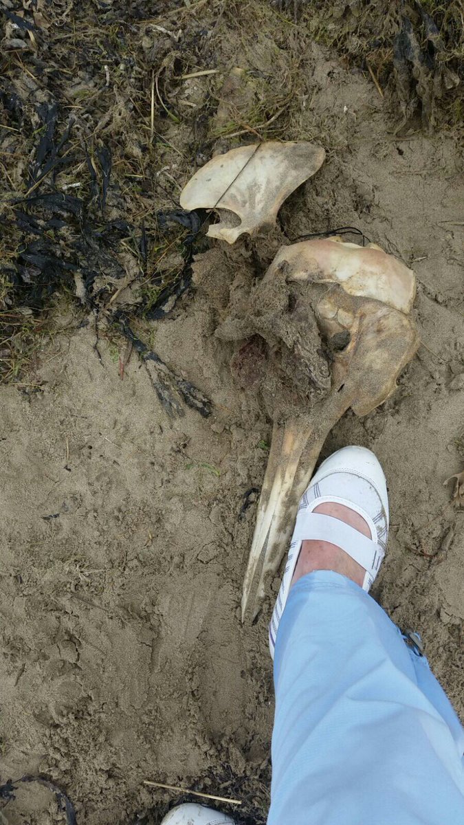 kateffest's tweet photo. #BBCSpringwatch could you please tell me what this bird was found on black rock beach Porthmadog https://t.co/ZBeIeSDIrT