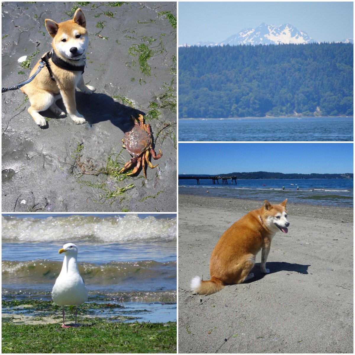 unlieshed's tweet photo. Family beach day at #DashPointStatePark! A beautiful #summer day here in #WA! ☀️🦀 #ChimmyGraham #KeikoTheShiba #beaches https://t.co/1ynahRMOyg
