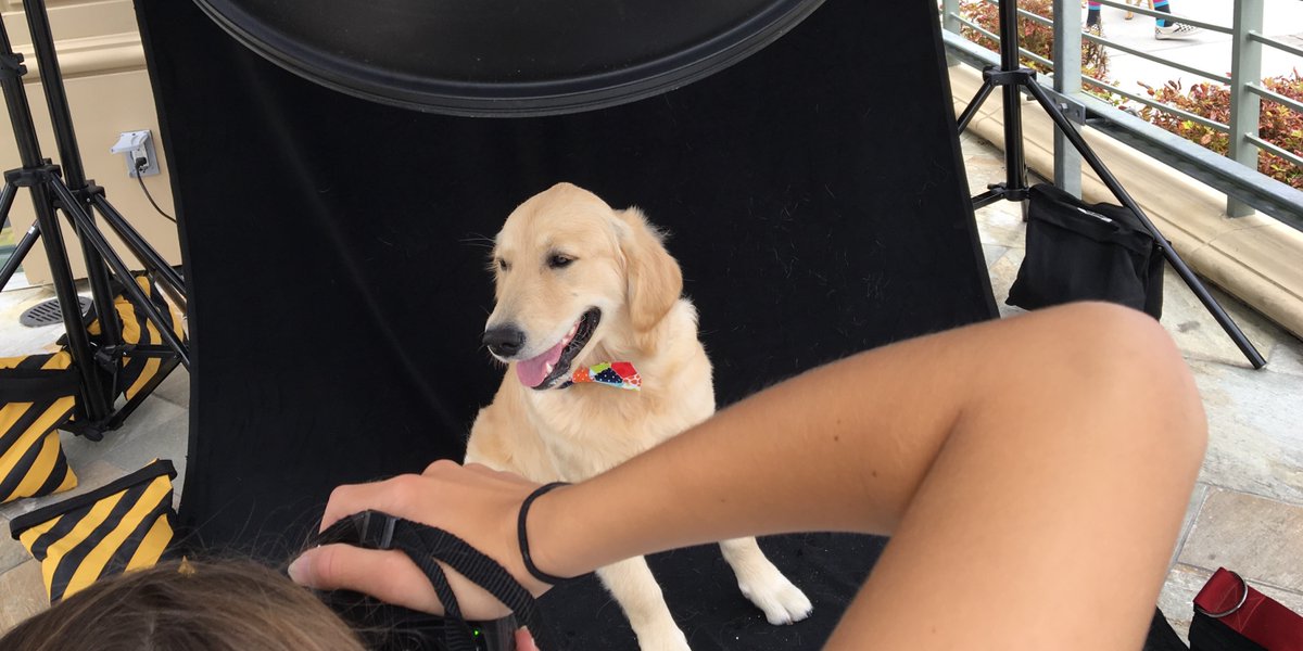 GoldenWoofs's tweet photo. Posing ๐ท #puppy KORU BEARโs #puppysfirst #dogportrait ๐พ Pacific Coast Gallery #HermosaBeach special photo doggy event https://t.co/wzYqXOhXOr