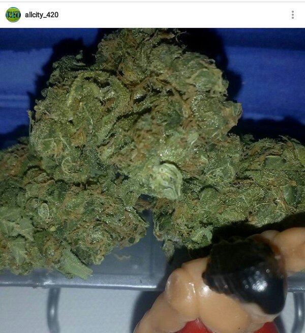 Allcity420's tweet photo. White Cheese (White Widow X Cheese) #allcity420 #whitecheese #cheese #bud #weed #thc #norfolk #norwich #greatyarmouth #london 420 #insta https://t.co/tvvNSvv2Wv