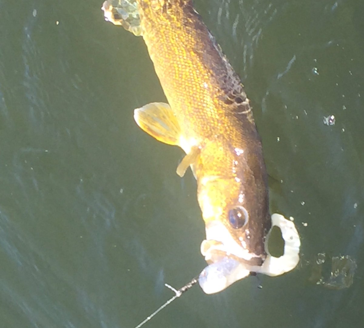 northangling's tweet image. No giants today, but a walleye on a Bulldawg is always a fun surprise! #fishing #walleye #saskatchewan #exploresask