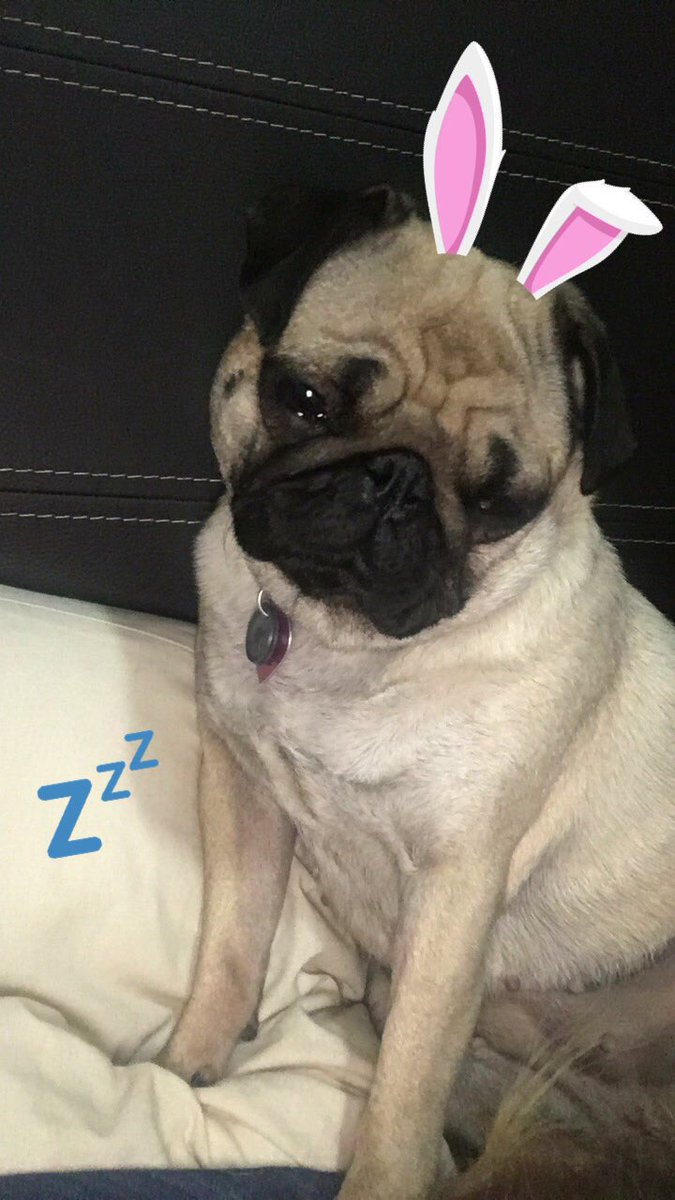 LulaThePug's tweet photo. Good night pug friends. I'm too tired. Mommy is sick &amp; I've been taking care of her all day. 🤧😴😷🤒 #pugsoftwitter #Pug #PugLife https://t.co/PhMOqxWsYR