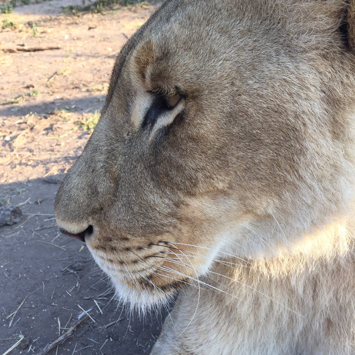 SteveConder's tweet photo. @LionsinAfrica enjoyed meeting everyone and of course the Lions 😄 https://t.co/gHTeCW03Zi