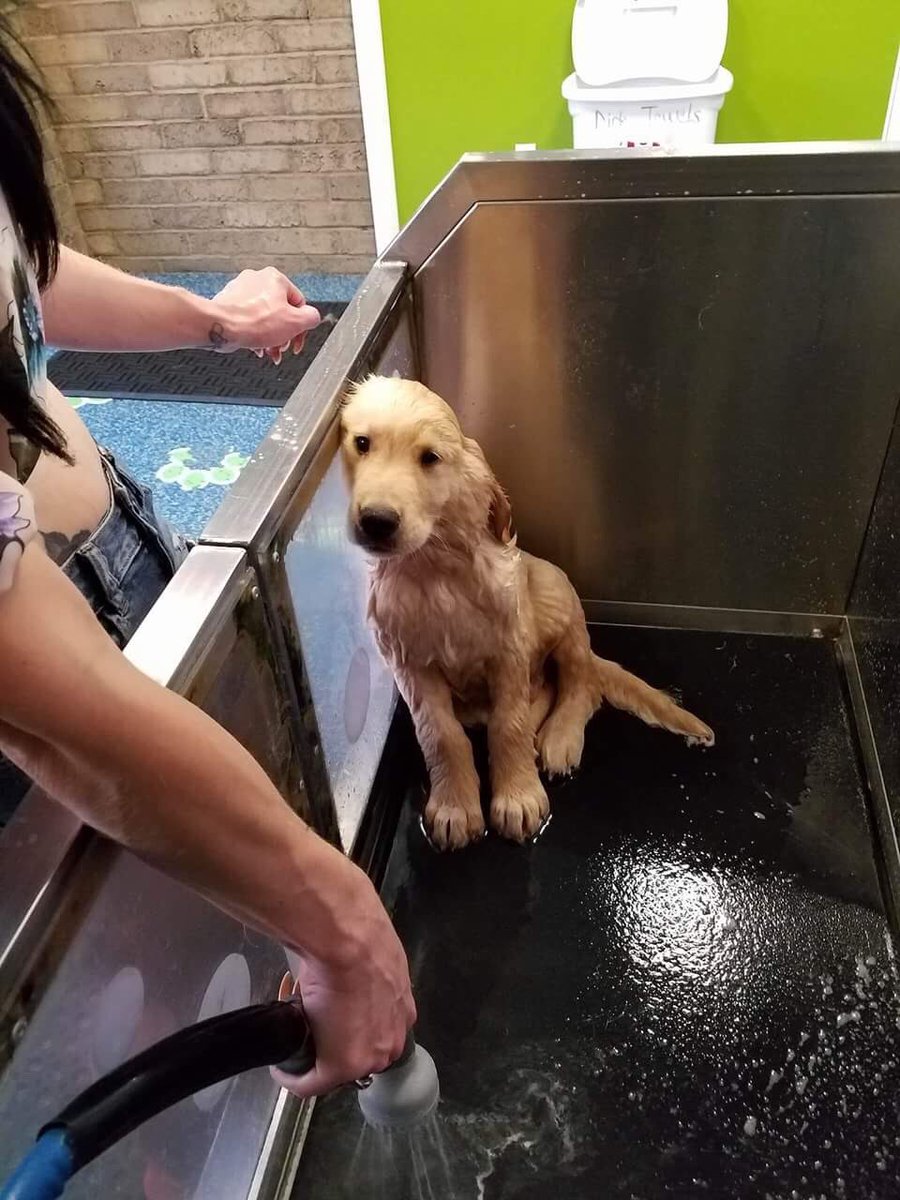 Sammy7259's tweet photo. Charlie's first bath @mrsudswash 🐶👸🏻🛁 https://t.co/BFTIeMgbIF