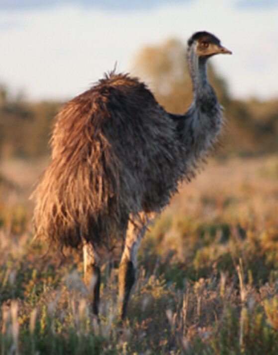 oz_zooarch's tweet photo. #FunZooarchFact- Australia is home to two living ratites the emu and the cassowary (photo @jillian_garvey). https://t.co/n5yBmQ57D7