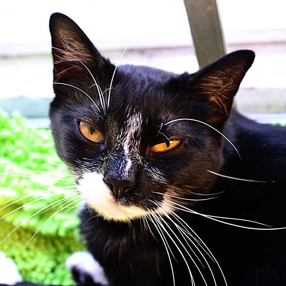 DogTipper's tweet photo. June is Adopt-a-Shelter-Cat Month, a time when shelters are fuller than full thanks to kitten season. If you are c… https://t.co/HgYBV3cFwE https://t.co/yCFnr5UYQY
