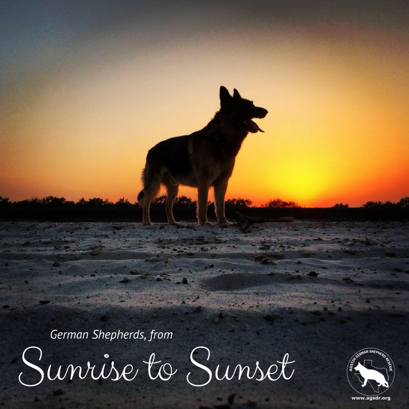 AustinGSDRescue's tweet photo. AGSDR CALENDAR CONTEST! Submit your pup's photo today. Visit https://t.co/xSyLedDiOy for contest rules! #CalendarContest #GSD #PupperPics https://t.co/KrmjUehzDw