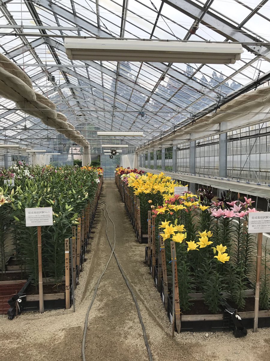 Volop lelies kijken in Japan. Leerzame dag #lilies <a href="/DeJongLelies/">De Jong Lelies</a>