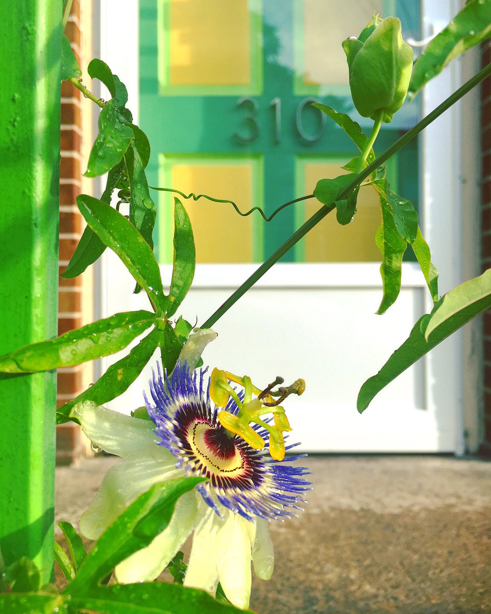 pariscakecomp's tweet photo. Summer Nights #shoplove #summertime #kaloramastreet #lovestaunton #stauntonva #pariscakecompany #passionflower #summer17 #blooms #frontstoop https://t.co/5RNDjj8meN