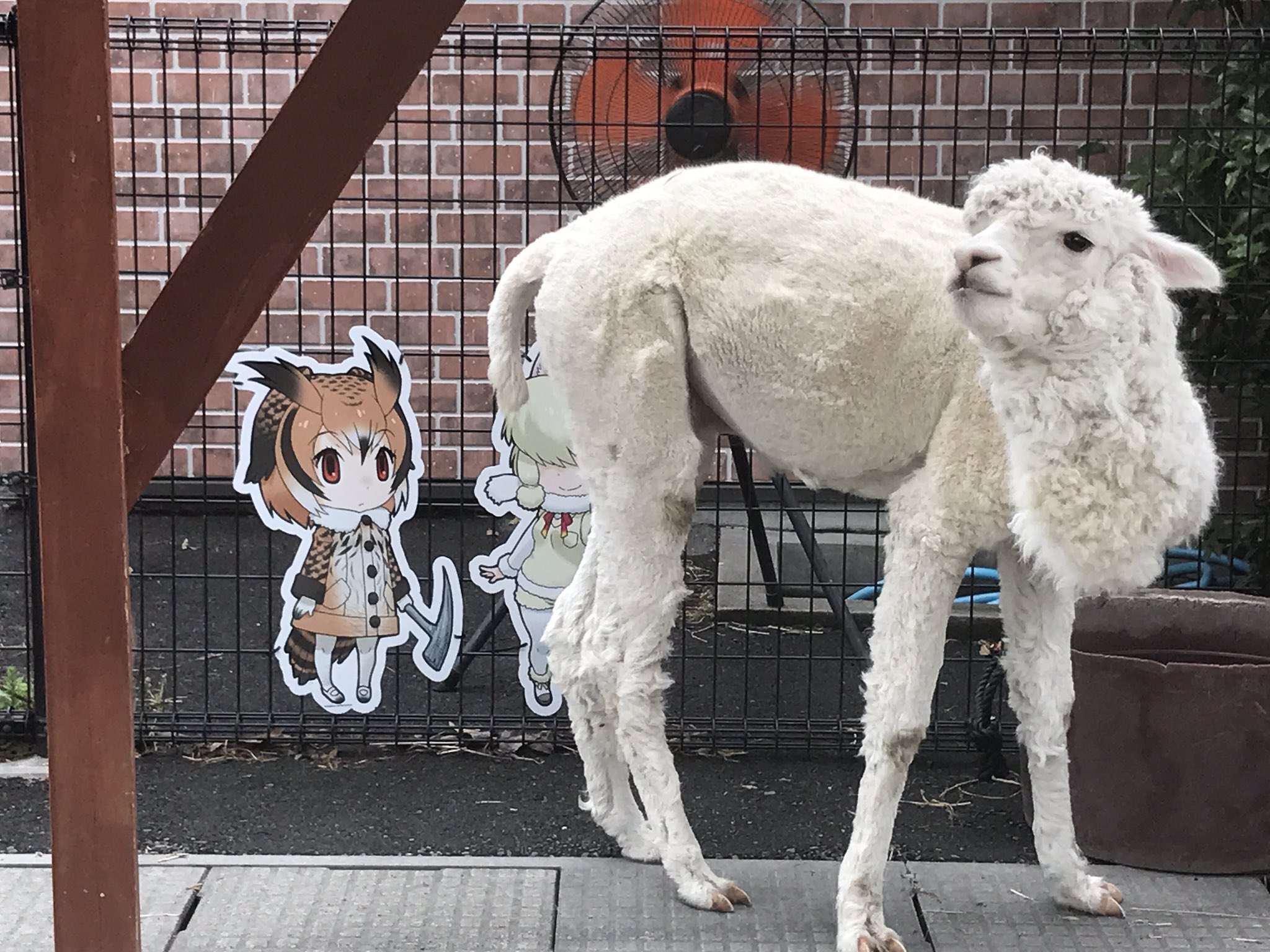 さくらのししょー on Twitter &quot;前髪ぱっつんの馬とふさふさアルパカさん！ 東武動物公園 けものフレンズ…