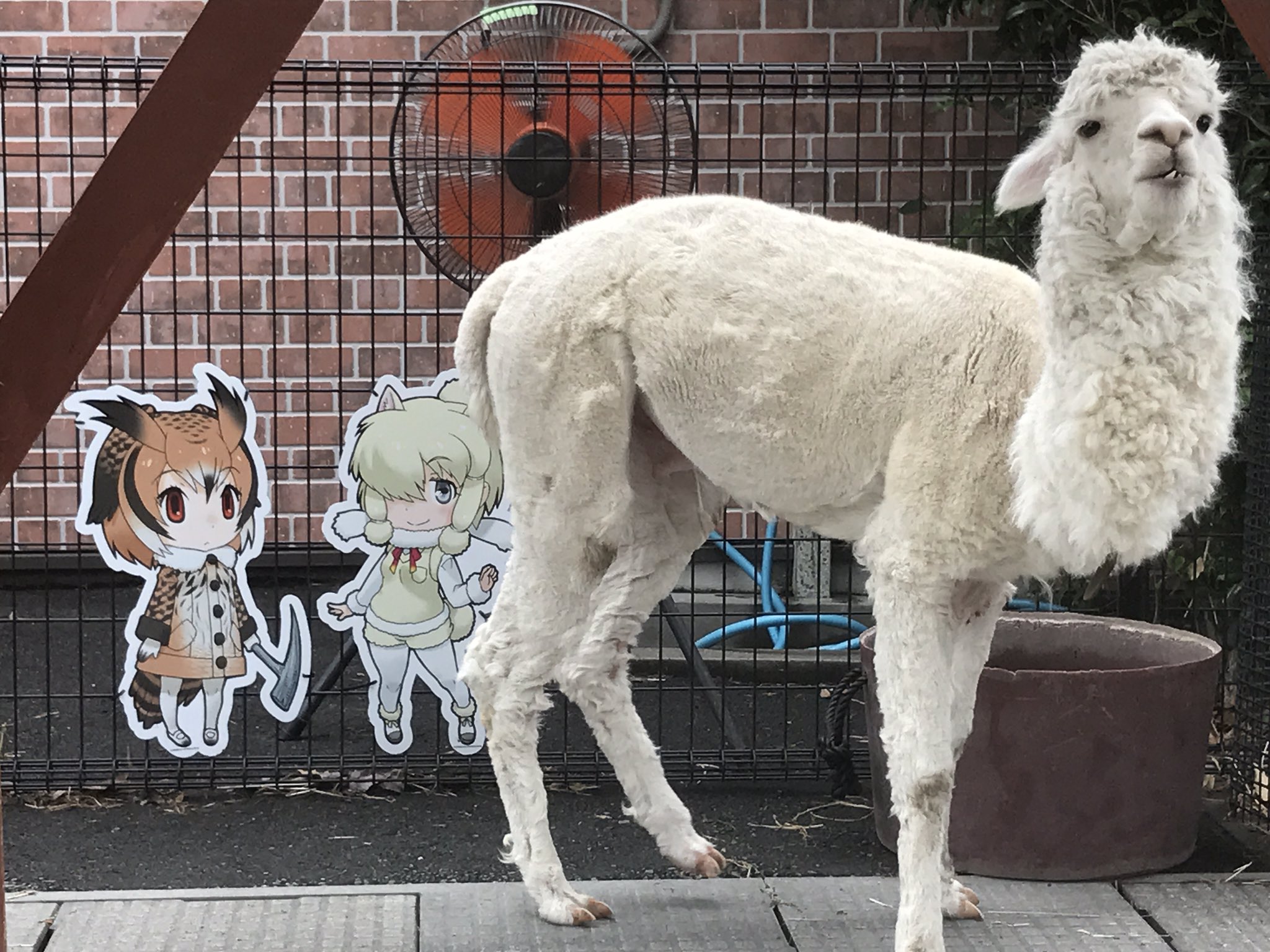 さくらのししょー on Twitter &quot;前髪ぱっつんの馬とふさふさアルパカさん！ 東武動物公園 けものフレンズ…