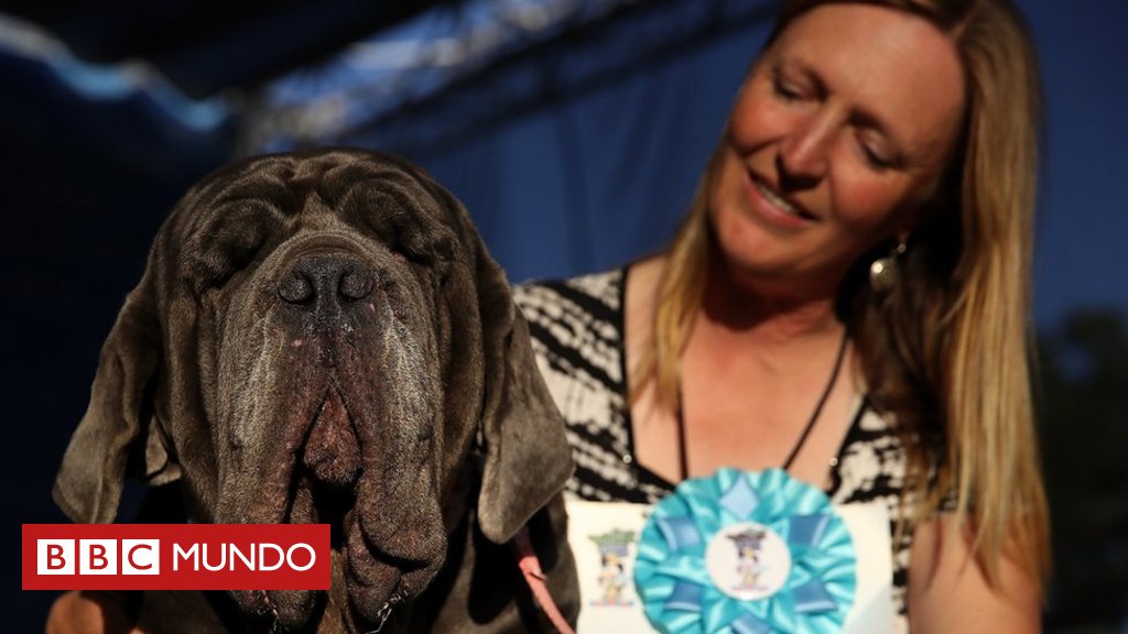 bbcmundo's tweet photo. Martha, la mastín napolitano coronada como el "perro más feo del mundo" https://t.co/GIyB6QS0L4 https://t.co/cIj8NbmkMO