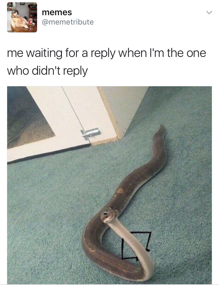sarahbeck24's tweet photo. MY NEW FAVORITE ACCOUNT IS @memetribute https://t.co/5HNMYE7aFa