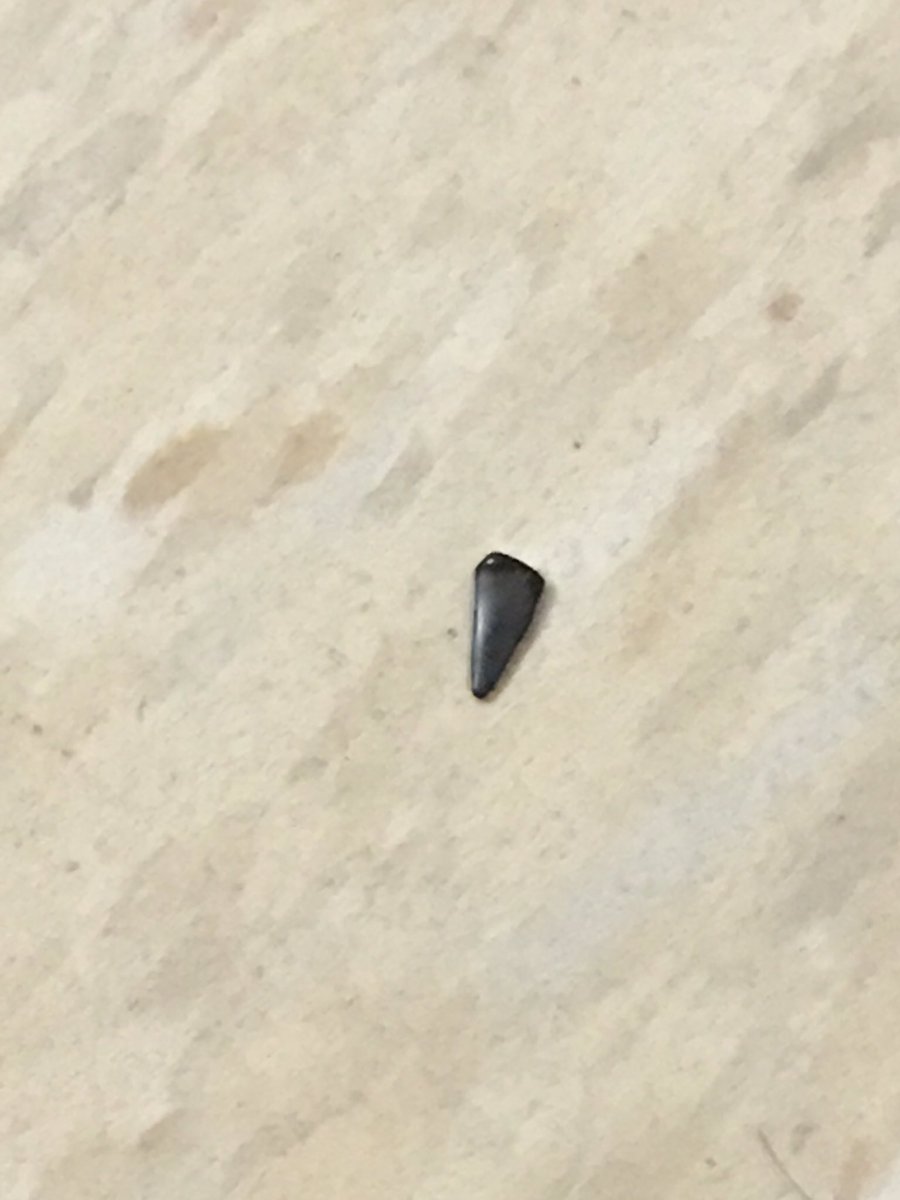 HeavyDDubV's tweet photo. You know you live in Florida when you get home from work and go to the bathroom and there's a shark tooth jus chillin on the floor https://t.co/hbVDyxMbjJ