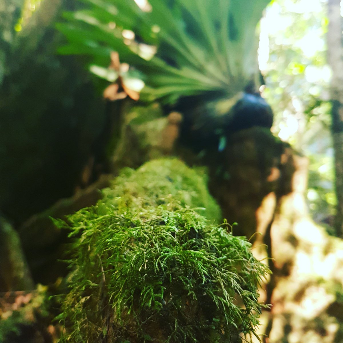 Say_I_will's tweet photo. Getting back to nature at Mary Cairncross #Maleny #thisisqueensland @sunshinecoastoz @CouncilSCC @Maleny_Commerce @Queensland @maleny_mvic https://t.co/gXnzoJmlPH