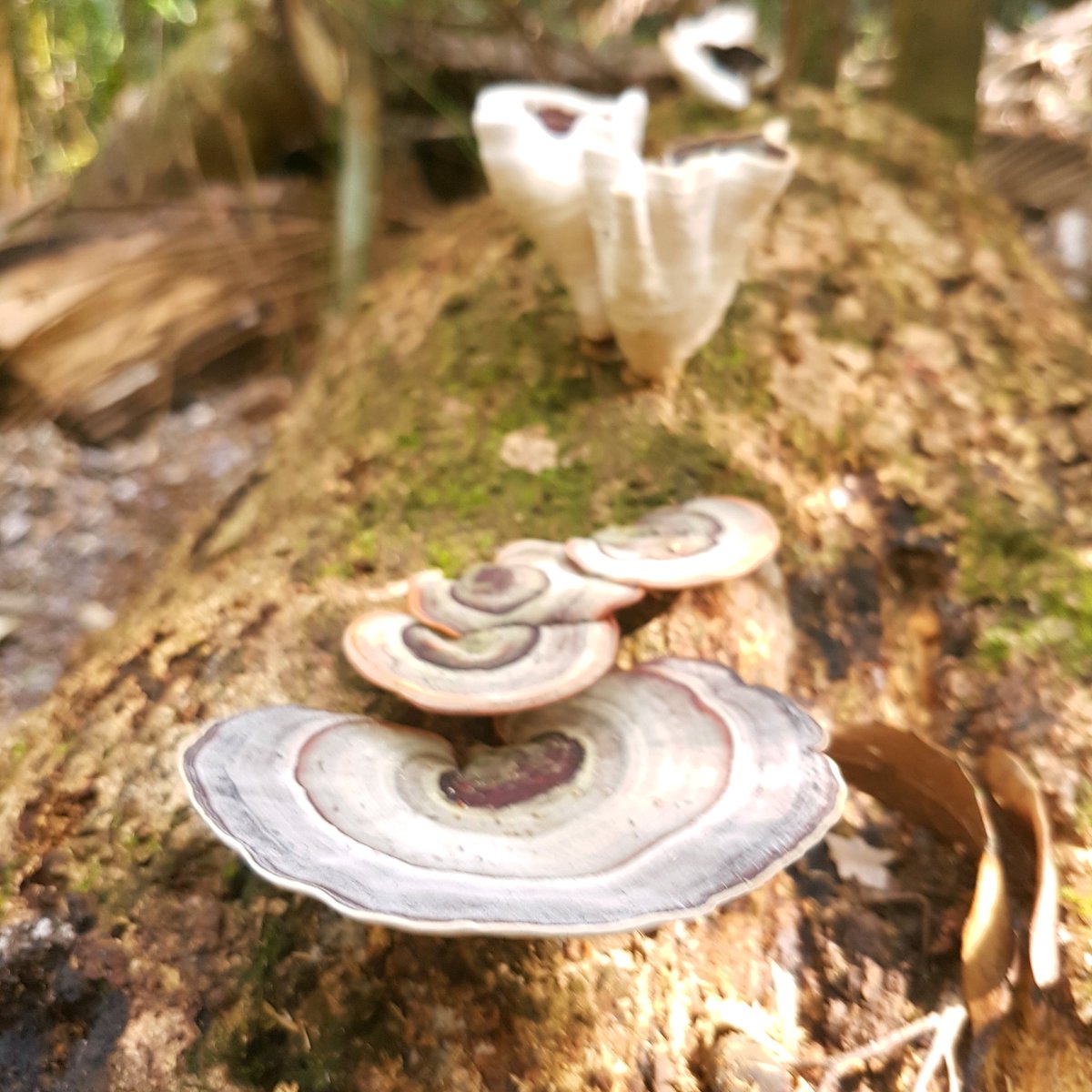 Say_I_will's tweet photo. Getting back to nature at Mary Cairncross #Maleny #thisisqueensland @sunshinecoastoz @CouncilSCC @Maleny_Commerce @Queensland @maleny_mvic https://t.co/gXnzoJmlPH