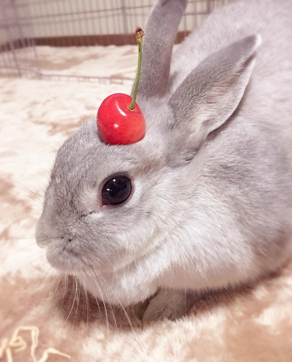 白いウサギにサクランボのせたら･･･これぞウサギアラモード？とってもかわいいウサギが話題w