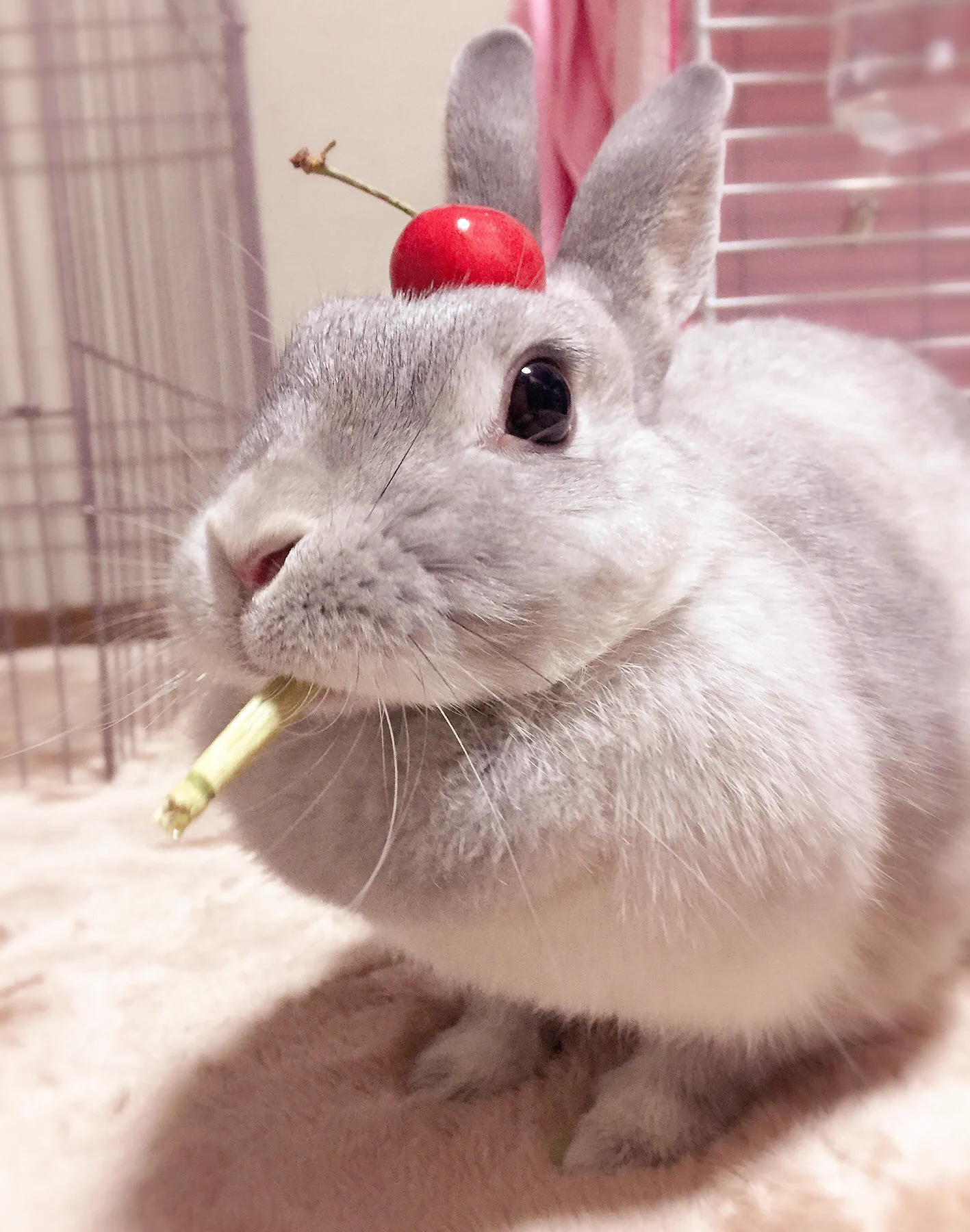 白いウサギにサクランボのせたら･･･これぞウサギアラモード？とってもかわいいウサギが話題w